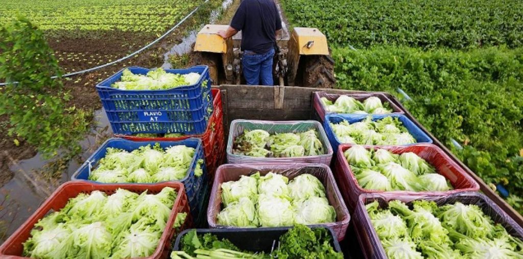 Agricultura Familiar: A Chave Da Sustentabilidade No Agronegócio