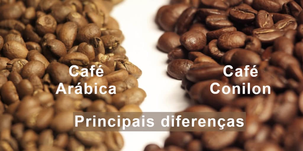 No Pé do Café: é possível ter café arábica e café conilon na mesma fazenda?  Veja as diferenças e semelhanças - tudoep