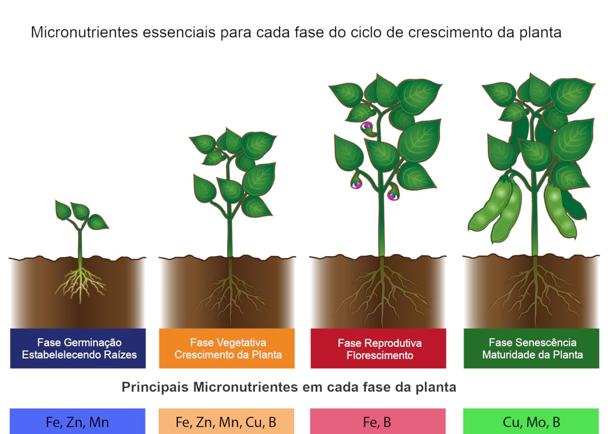 Principais micronutrientes para o solo e ciclo da planta Sítio Pema